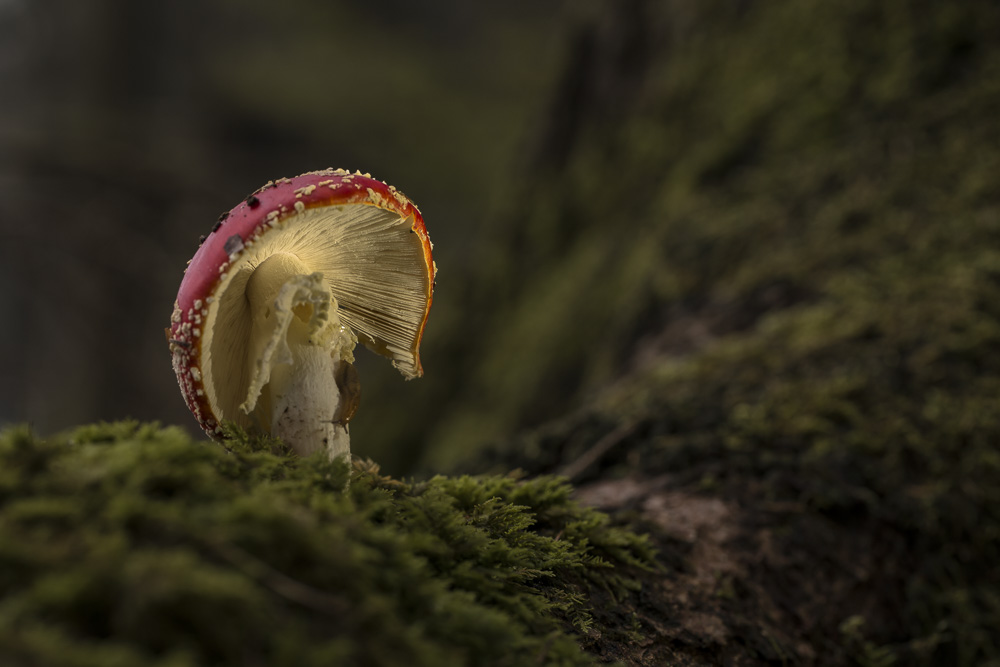 11. Platz Anton Kienle